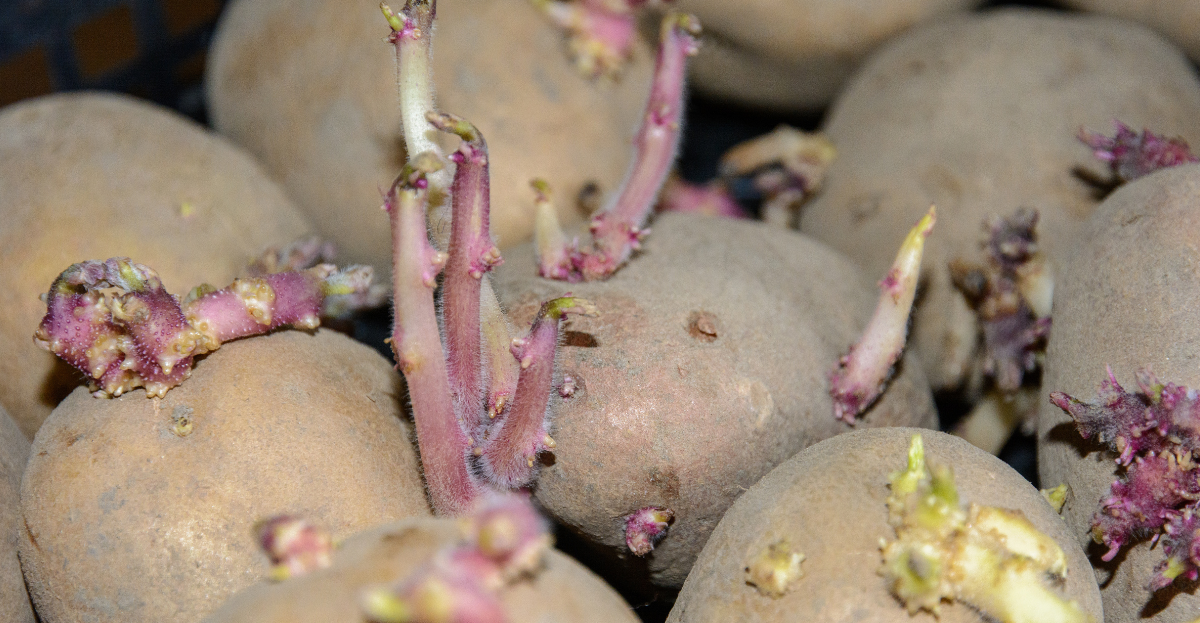 Sprouting Potatoes